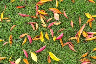 Güzel sonbahar kiraz ağacı yapraklarının manzarası. Şaşılacak şekilde sarı, altın, kırmızı ve mor yapraklar çimlerin üzerinde sabah çiğ, Ballinteer, Dublin, İrlanda