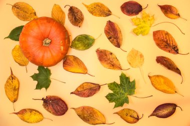 Açık sarı arka planda renkli sonbahar yaprakları olan tek bir balkabağı. Hoş sonbahar renkleri. Bej arka planda güzel sonbahar yaprakları. Yaratıcı içerik, kopyalama alanı. Dublin, İrlanda