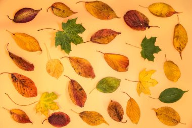 Açık sarı arka planda harika renkli sonbahar yaprakları. Hoş sonbahar renkleri. Bej arka planda güzel sonbahar yaprakları. Yaratıcı içerik, kopyalama alanı. Dublin, İrlanda