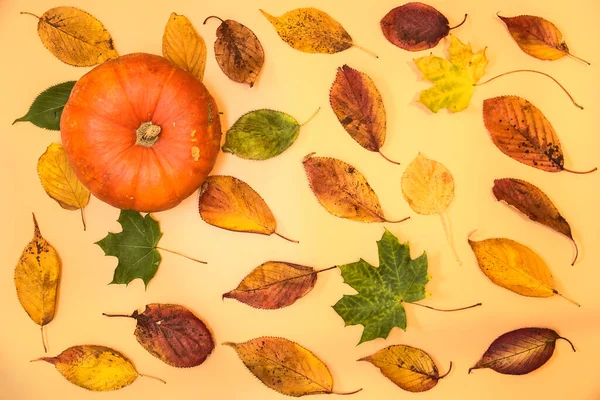 Una Sola Calabaza Con Hojas Otoño Colores Sobre Fondo Amarillo —  Fotos de Stock