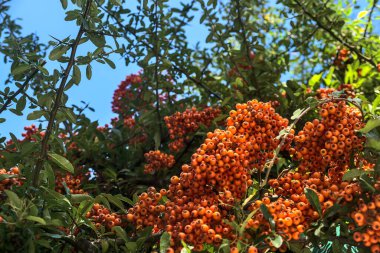 Yeşil yapraklı güzel portakallı şahin üzümleri (Pyracantha angustifolia). Kesinlikle şaşırtıcı rengarenk doğa titreşimleri. Açık mavi gökyüzü. Uzayı kopyala Ballinteer, Dublin, İrlanda