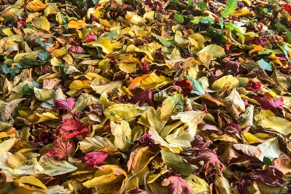 Hermoso Otoño Cubriendo Fondo Hojas Amarillas Verdes Rojas Caídas Campus —  Fotos de Stock