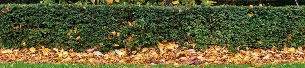 Осенняя Панорама Изгороди Taxus Baccata Опавшими Апельсиновыми Листьями Территории Университетского — стоковое фото
