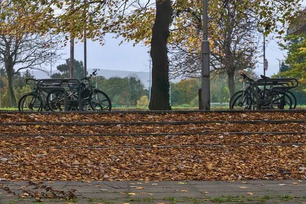 Lots of fallen leaves beside outdoor stairs on university campus, Dublin, Ireland. Beautiful autumn background. Fall vibes. Leaves everywhere