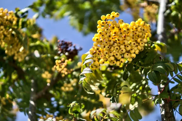 Φθινοπωρινό Φόντο Συγκομιδής Ασυνήθιστα Χρώματα Χώρο Αντιγραφής Όμορφα Φθινοπωρινά Κίτρινα — Φωτογραφία Αρχείου