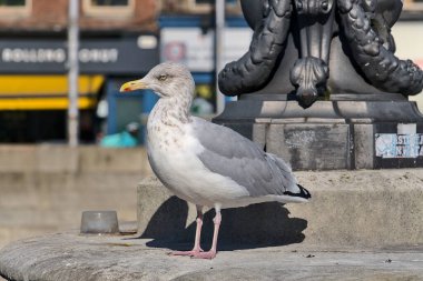 Dublin, İrlanda 'nın merkezindeki Liffey Nehri' nin üzerindeki köprüde duran turuncu gagalı güzel gri martıyı yakından izleyin.