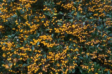 Altın ateş dikenli (Pyracantha coccinea, Golden Charmer), koyu yeşil yapraklı, Dublin, İrlanda