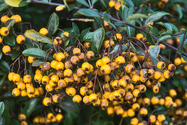 Piękne Tło Późnej Jesieni Żółte Jagody Złotego Paleniska Pyracantha Coccinea — Zdjęcie stockowe