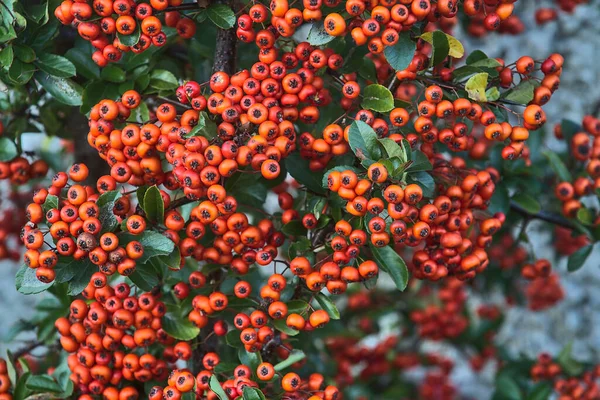 Fundo Bonito Final Outono Bagas Vermelhas Espinheiro Pyracantha Coccinea Arbusto — Fotografia de Stock