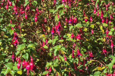 Güzel pembe Fuchsia magellanica Riccartonii sonbahar çan şeklinde yeşil yapraklı çiçekler. Yabani çiçekler. Dublin, İrlanda