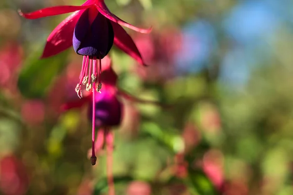 Güzel Pembe Fuchsia Magellanica Riccartonii Sonbahar Çanı Şeklinde Çiçekler Seçici — Stok fotoğraf