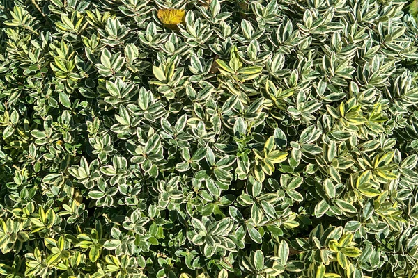 Vacker Bakgrund Euonymus Fortunei Spindel Vinterkrypande Buske Med Gröna Gula — Stockfoto