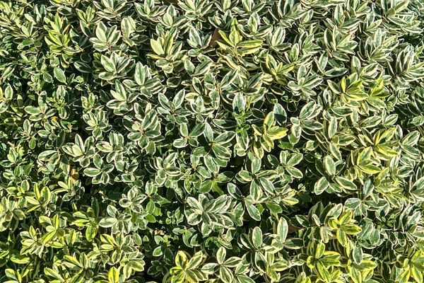 Hermoso Fondo Euonymus Fortunei Husillo Wintercreeper Arbusto Con Hojas Verdes — Foto de Stock