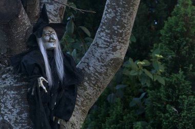 Siyah elbiseli, şapkalı, tırnaklı, ağaçta asılı gri saçlı korkunç yaşlı cadı. Tipik İrlanda Cadılar Bayramı dekoru. Cadılar Bayramı 2020 dekorasyonu. Ağaçta korku cadısı resmi var. Dublin, İrlanda