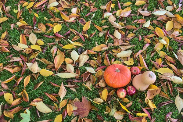 Hermoso Fondo Cosecha Otoño Manzanas Calabaza Calabaza Mantequilla Hierba Coloridas —  Fotos de Stock