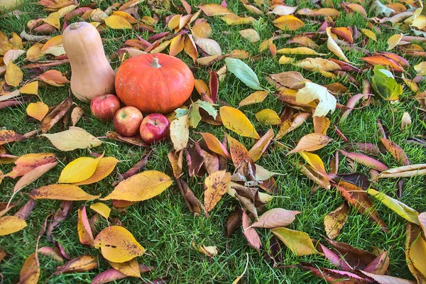 Hermoso Fondo Cosecha Otoño Manzanas Calabaza Calabaza Mantequilla Hierba Coloridas —  Fotos de Stock