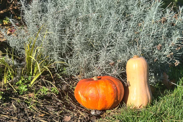Beautiful and cozy autumn harvest background of pumpkin and butternut squash on grass and foliage beside silver sage (Artemisia cana) shrub and pink fuchsia flowrers. Copy space. Dublin, Ireland