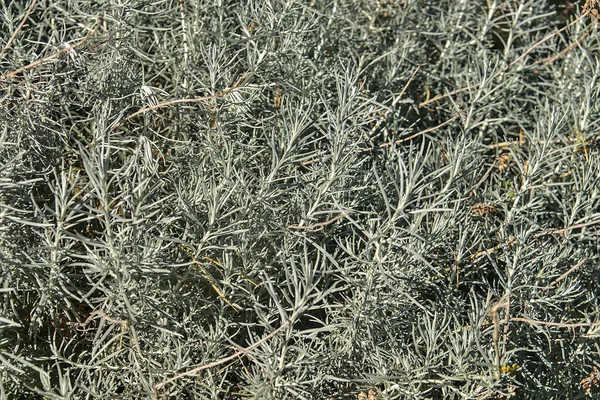 银制鼠尾草 Artemisia Cana 的美丽背景 长青灌木 银灰色芬芳 秋天淡淡的黄色花朵 美丽的植物在阳光普照的花园里 — 图库照片