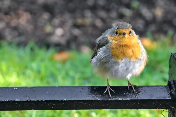 Beautiful Close View European Robin Bird Sitting Metal Edging Lawn — стоковое фото