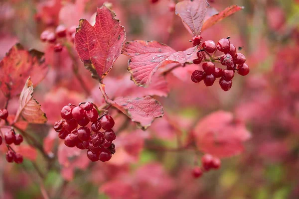Amazing Red Autumn Background Viburnum Tree Red Ripe Berries Leaves — Stock Photo, Image