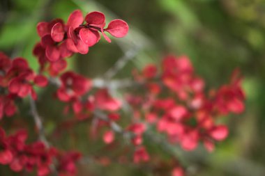 Dublin, İrlanda 'daki kırmızı böğürtlen çalılarının güzel sonbahar arkaplanı. Sonbahar arkaplanı. Sonbahar titreşimleri. Uzayı kopyala Yumuşak ve seçici odak