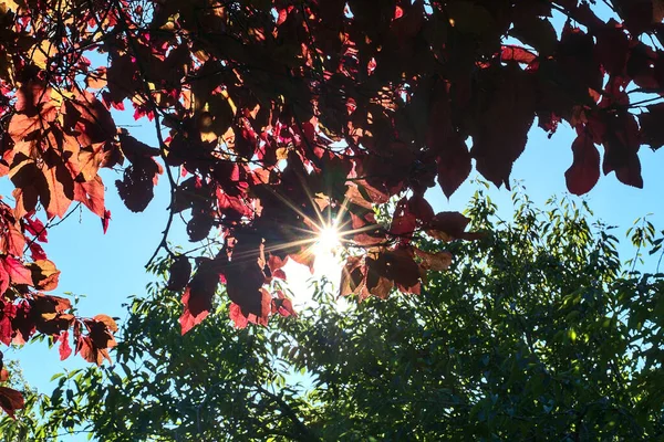 Beautiful centered view of sun flares through branches of green and dark red autumn leaves against a blue sky, St Stephen\'s Green, Dublin, Ireland. Contrast in change of seasons