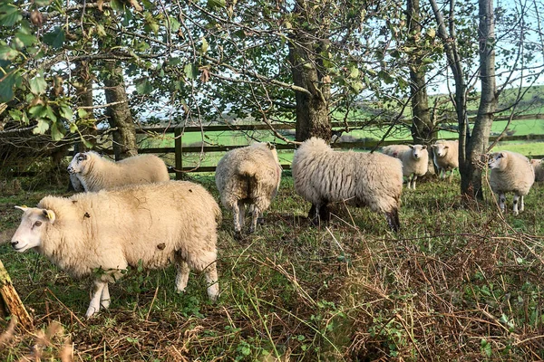 Schafherden Grasen Und Ruhen Neben Den Bäumen Schaffarm Der Grafschaft — Stockfoto