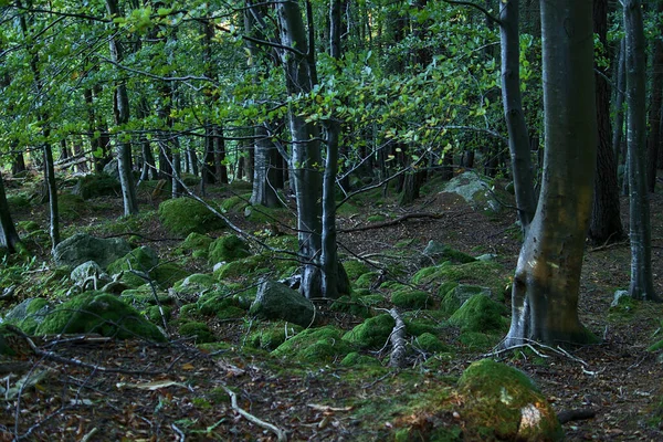 Prachtig Uitzicht Loofbos Herfst Wicklow Mountains Barnaslingan Forest Barnaslingan Dublin — Stockfoto