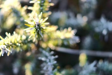İrlanda 'nın her yerinde yetişen, kışın donuk, kır çiçeklerinin güzel yakın görüntüsü. Peri Kalesi 'ne yürüyüş yolu, Two Rock, Dublin Dağları, Co. Alışılmadık İrlanda Kışı 2021