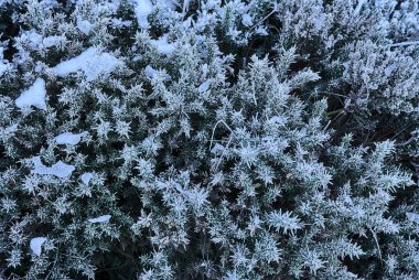 Güzel kış, İrlanda 'nın her yerinde yetişen donuk, kır çiçekleri. Peri Kalesi 'ne yürüyüş yolu, İki Kaya Dağı, Dublin Dağları, Ortak Dublin, İrlanda. Alışılmadık İrlanda Kışı 2021