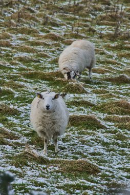 Ticknock Yolu 'nda karlı çimlerde otlayan iki şirin koyun, Dublin, İrlanda. Güzel kış manzarası. Alışılmadık İrlanda kışı. Dikey görünüm