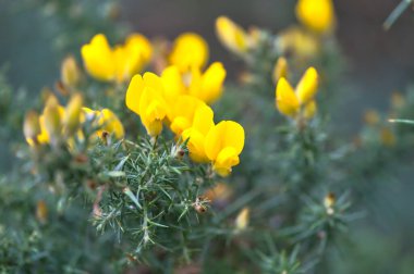 İrlanda 'nın her yerinde yıl boyunca, Dublin, İrlanda' da yetişen sarı Gorse (Ulex) kır çiçeklerinin güzel yakın plan görüntüsü. Makro çekim