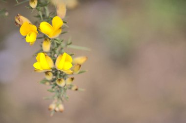 İrlanda 'nın her yerinde yıl boyunca, Dublin, İrlanda' da yetişen sarı Gorse (Ulex) kır çiçeklerinin güzel yakın plan görüntüsü. Makro çekim