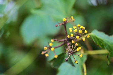 Bahar yeşili ve sarmaşık sarmaşık sarmaşığının (İngiliz sarmaşığı) güzel makro manzarası çitlere yapışıyor ve tırmanıyor, Dublin, İrlanda. Hedera sarmal arkaplanı