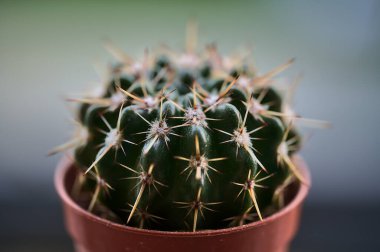 Küçük koyu yeşil kaktüslerin (Cactaceae) dikenleri, glodları ve pencere kenarındaki tuğla kırmızı tencerede oda pantalonunun güzel yakın plan görüntüsü, Dublin, İrlanda