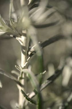 Gümüş adaçayı (Artemisia cana) kökü, gümüşi gri aromatik yaprakları ve sonbaharda göze çarpmayan sarı çiçekleri olan her zaman yeşil çalılar. Güneşli bahçede güzel bir bitki.