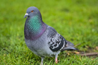 İrlanda, Dublin 'deki Stephens Green Park' taki yeşil çimlerin üzerindeki sıradan şehir yabani güvercini (Columbidae) çok güzel bir yakın plan görüntüsü. Yumuşak ve seçici odaklanma. Bulanık yeşil arkaplan