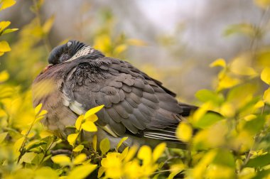 İrlanda, Dublin 'deki Stephens Green Park' taki yeşil ve sarı yapraklı çalılıklarda uyuyan ve oturan zavallı yaban domuzu (Columbidae) şehir güvercinlerinin güzel yakın görüntüsü. Yumuşak ve seçici odak