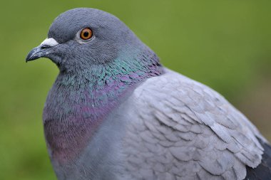 İrlanda 'nın Dublin kentindeki Stephens Green Park' ta çimlerin üzerinde oturan vahşi güvercin (Columbidae) kafasının güzel yakın plan görüntüsü. Yumuşak ve seçici odaklanma. Bulanık arkaplan odağı