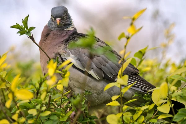 İrlanda 'nın başkenti Dublin' deki Stephens Green Park 'ta yeşil ve sarı yapraklı çalıların üzerinde oturan zavallı yaban domuzu (Columbidae) için güzel bir yakın çekim manzarası. Yumuşak ve seçici odak