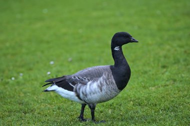 Siyah gagalı Brent Goose (Branta bernicla), İrlanda, Dublin 'deki Blackrock Park' ta yeşil çimlerde yürürken ve otlarken güzel bir yakın plan görüntüsü.