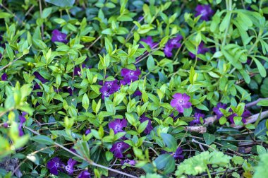 Öfke ve endişeyi azaltmak için kullanılan mor menekşe (Vinca Apocynaceae) çiçeklerinin güzel yakın plan görüntüsü, Ballinteer, Dublin, İrlanda. Yumuşak ve seçici odak