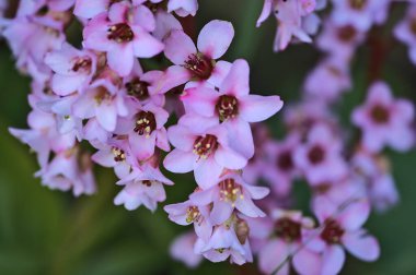 Güzel yakın çekim baharı küçük pembe domuz ciyaklaması (Bergenia) çiçekleri, Ballinteer, Dublin, İrlanda. Yumuşak ve seçici odak