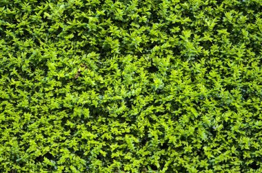 Boxwood (Buxus sempervirens) çit çiti, Dublin, İrlanda. Yeşil bitki arka planı. Yüksek çözünürlük