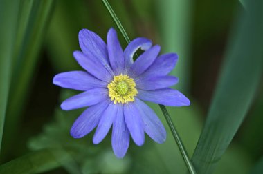 Mavi papatya (Bellis perennis) çiçeği Ballinteer, Dublin, İrlanda 'nın sarı lekesinin güzel yakın plan görüntüsü. Yumuşak ve seçici odak makrosu