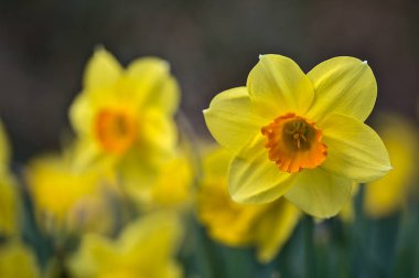 İrlanda Marlay Park, Dublin 'de turuncu koronalı tek bir bahar sarısı nergis (Narcissus) çiçeğinin güzel alçak zemin görüntüsü. Yumuşak ve seçici odaklanma. Çiçekler Ülkesi. Nisan sarısı