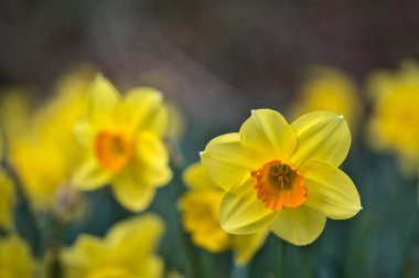 İrlanda Marlay Park, Dublin 'de turuncu koronalı tek bir bahar sarısı nergis (Narcissus) çiçeğinin güzel alçak zemin görüntüsü. Yumuşak ve seçici odaklanma. Çiçekler Ülkesi. Nisan sarısı