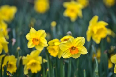 İrlanda, Dublin 'deki Marlay Park' ta turuncu koronalı tek bir bahar sarısı nergis (Narcissus) manzarası. Yumuşak ve seçici odaklanma. Çiçekler Ülkesi. Nisan sarı çiçekleri
