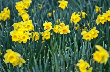 İrlanda, Dublin 'deki Marlay Park' ta turuncu koronalı tek bir bahar sarısı nergis (Narcissus) manzarası. Yumuşak ve seçici odaklanma. Çiçekler Ülkesi. Nisan sarı çiçekleri