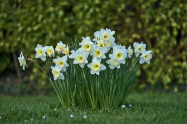 İrlanda, Dublin 'deki Marlay Park' ta sarı koronalı bahar beyaz nergisleri (Narcissus) çok güzel bir yakın plan görüntüsü. Yumuşak ve seçici odaklanma. Çiçekler Ülkesi. Beyaz çiçek demeti